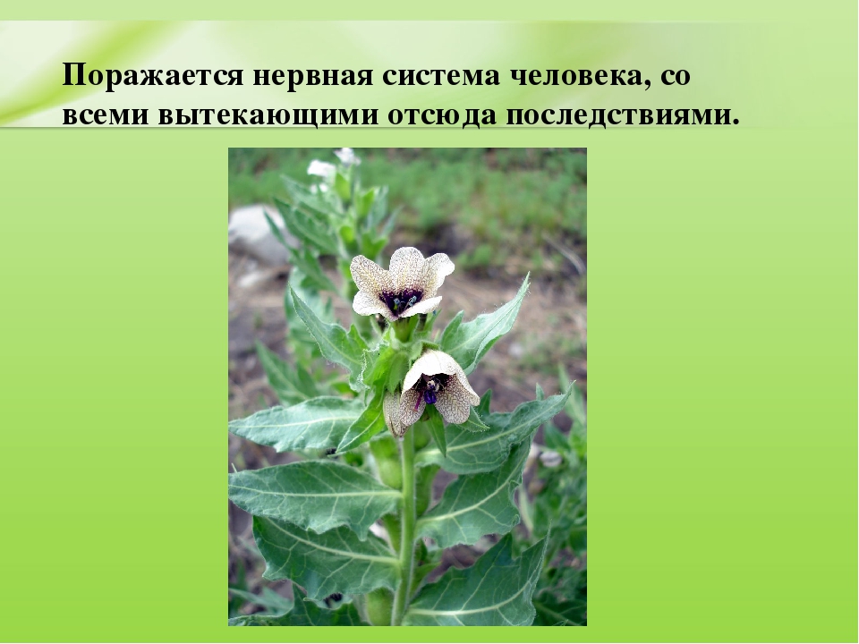 Презентация для дошкольников "Ядовитые растения"