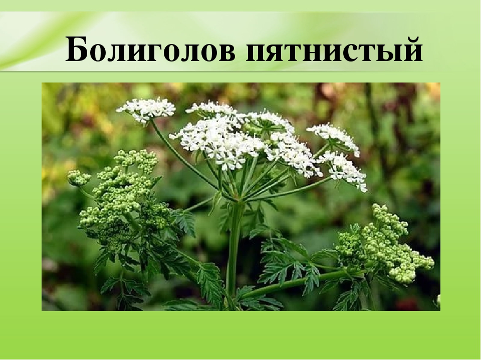 Презентация для дошкольников "Ядовитые растения"