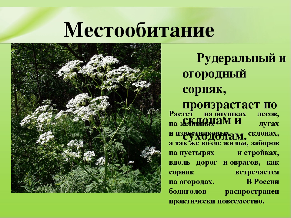 Презентация для дошкольников "Ядовитые растения"