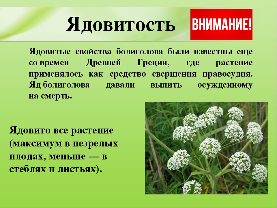 Презентация для дошкольников "Ядовитые растения"