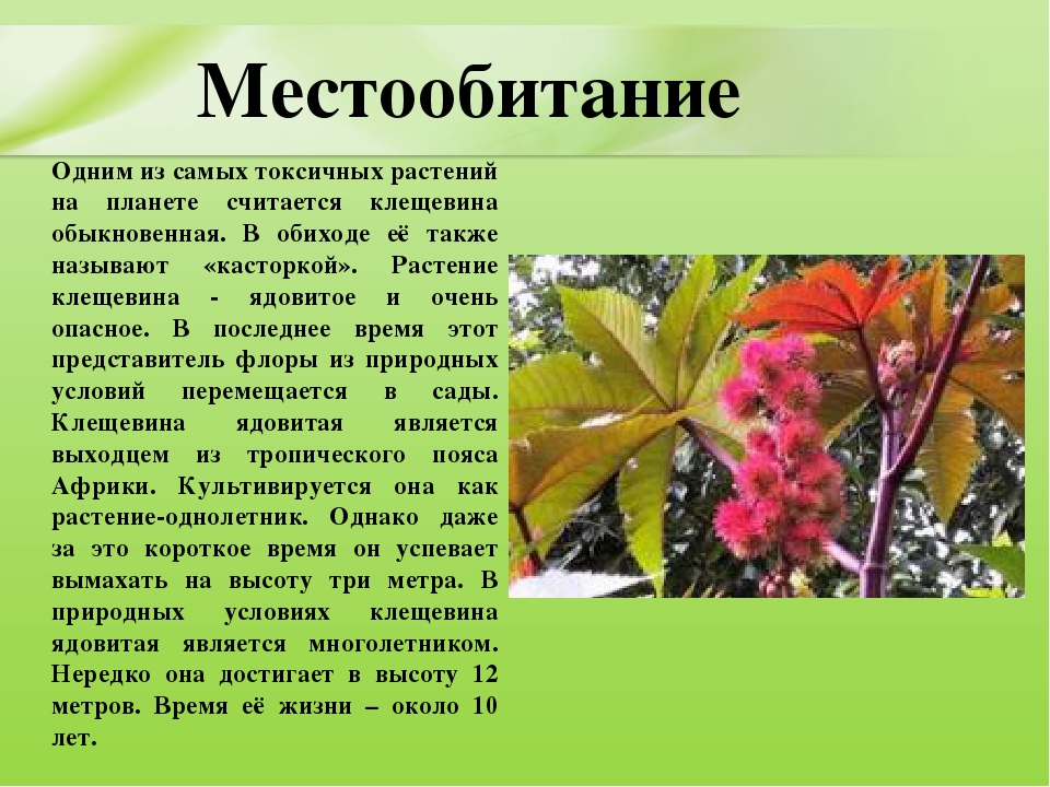 Презентация для дошкольников "Ядовитые растения"