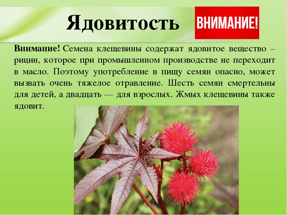 Презентация для дошкольников "Ядовитые растения"