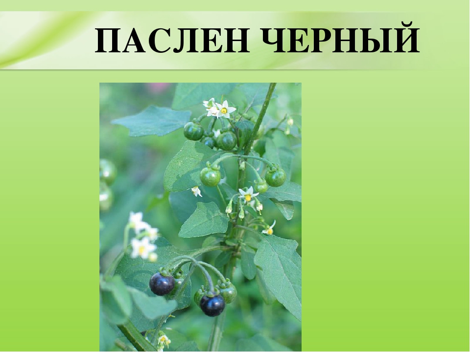 Презентация для дошкольников "Ядовитые растения"