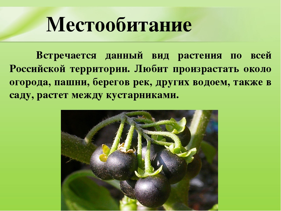 Презентация для дошкольников "Ядовитые растения"