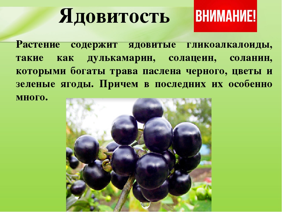 Презентация для дошкольников "Ядовитые растения"