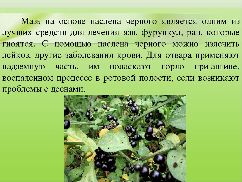 Презентация для дошкольников "Ядовитые растения"