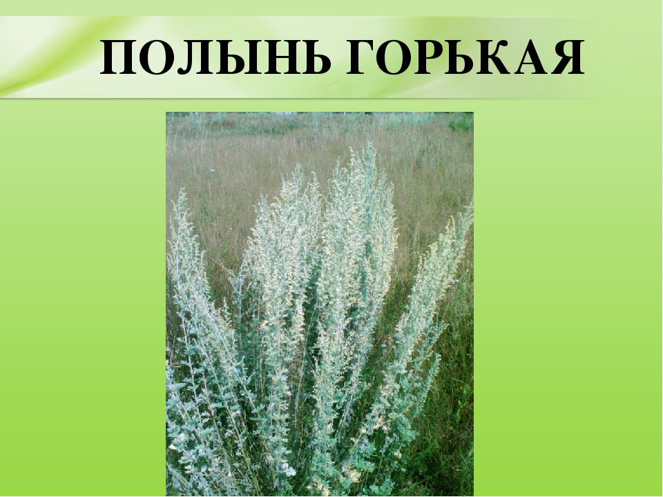 Презентация для дошкольников "Ядовитые растения"