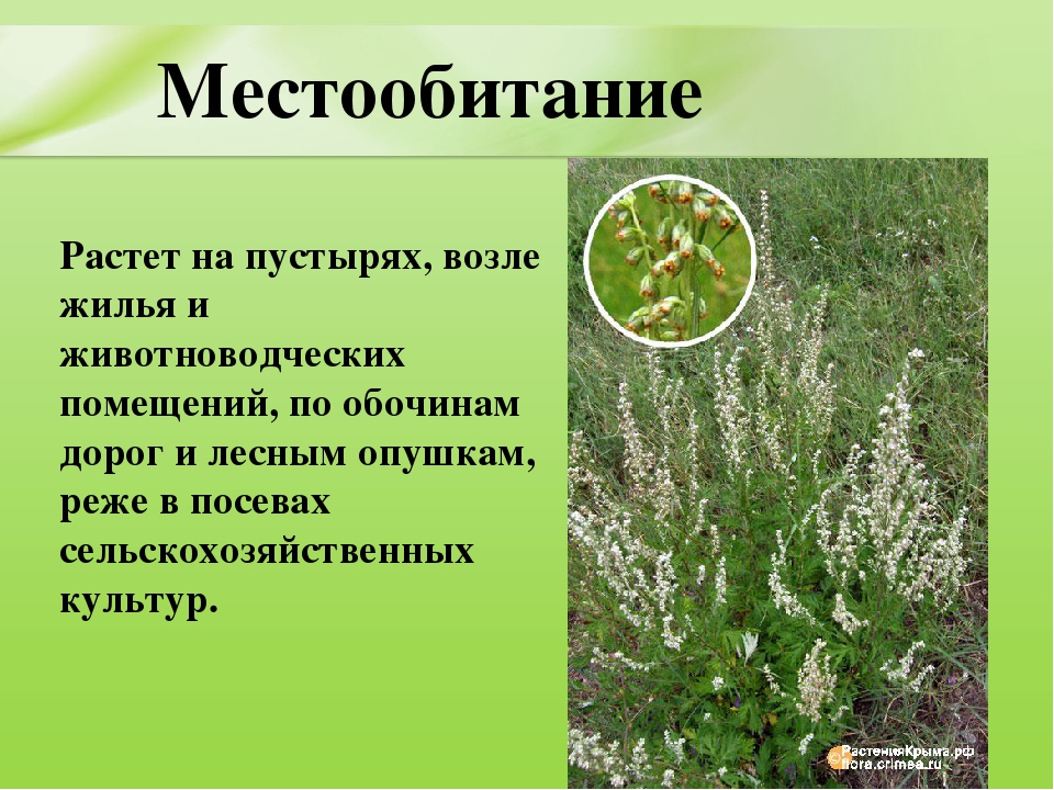 Презентация для дошкольников "Ядовитые растения"