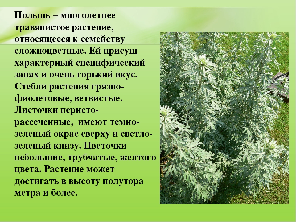 Презентация для дошкольников "Ядовитые растения"
