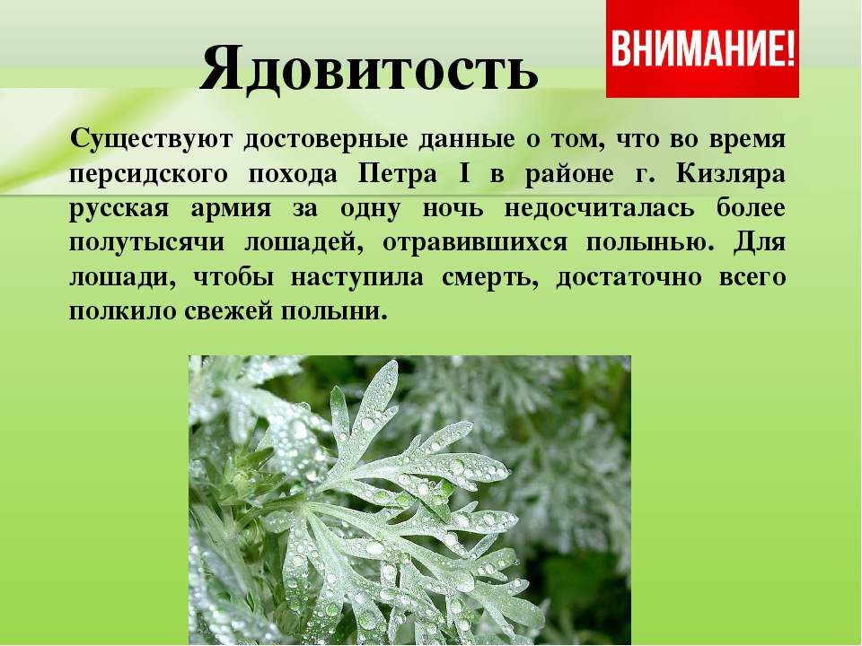 Презентация для дошкольников "Ядовитые растения"