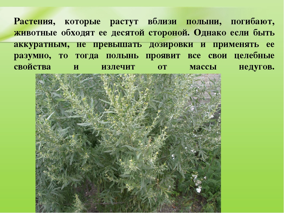 Презентация для дошкольников "Ядовитые растения"