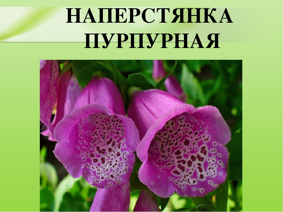 Презентация для дошкольников "Ядовитые растения"