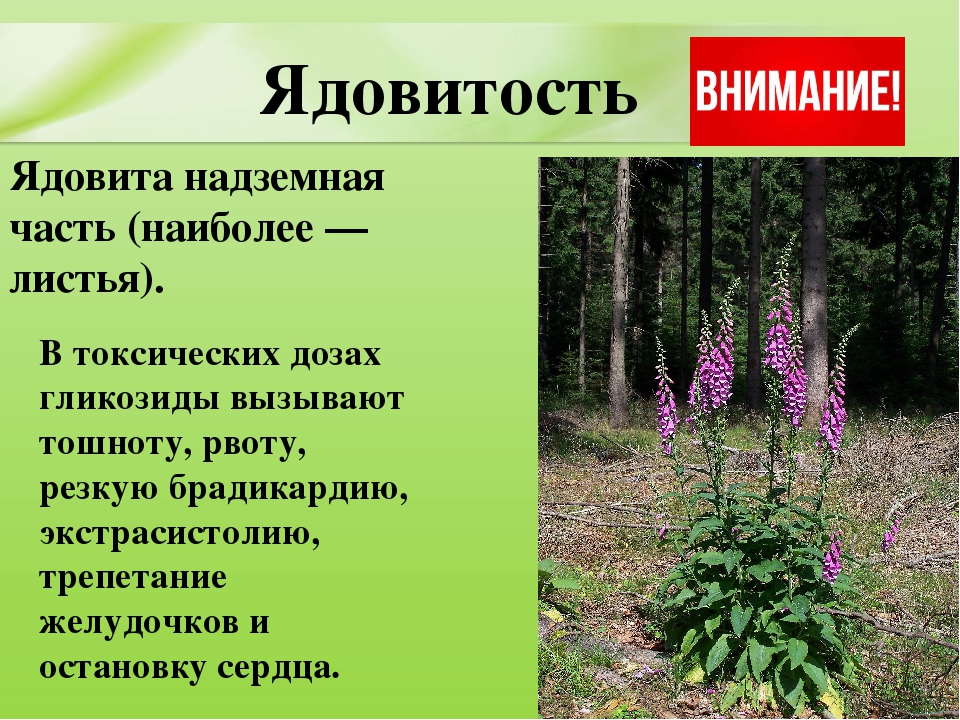 Презентация для дошкольников "Ядовитые растения"