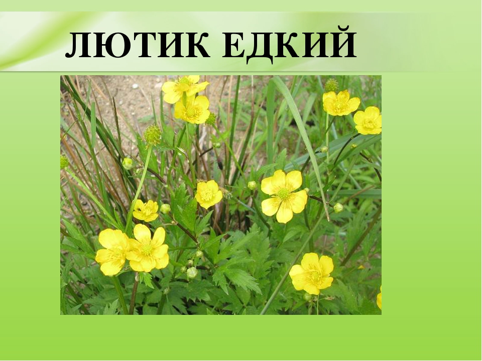 Презентация для дошкольников "Ядовитые растения"