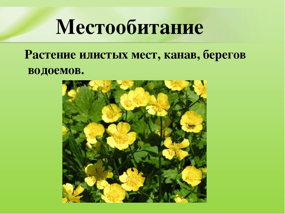 Презентация для дошкольников "Ядовитые растения"