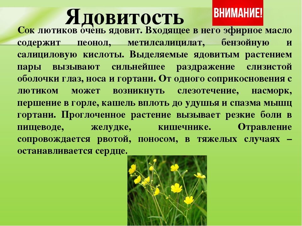 Презентация для дошкольников "Ядовитые растения"