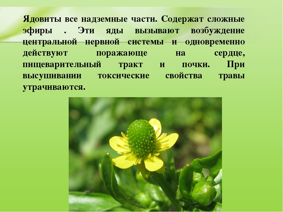 Презентация для дошкольников "Ядовитые растения"