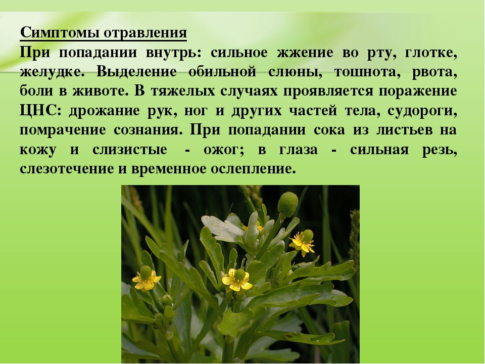 Презентация для дошкольников "Ядовитые растения"