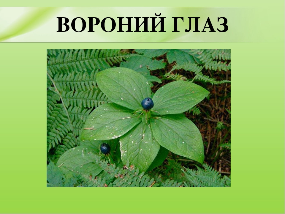 Презентация для дошкольников "Ядовитые растения"