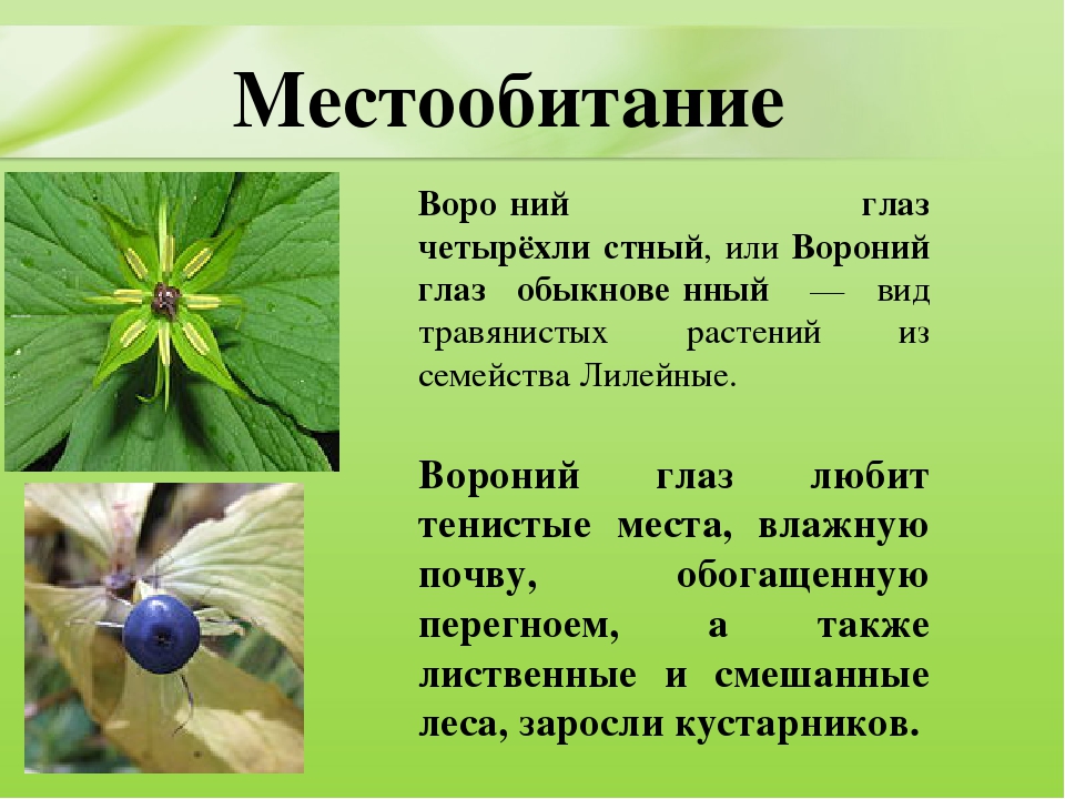 Презентация для дошкольников "Ядовитые растения"