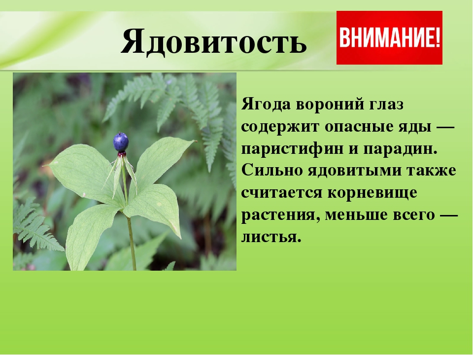 Презентация для дошкольников "Ядовитые растения"