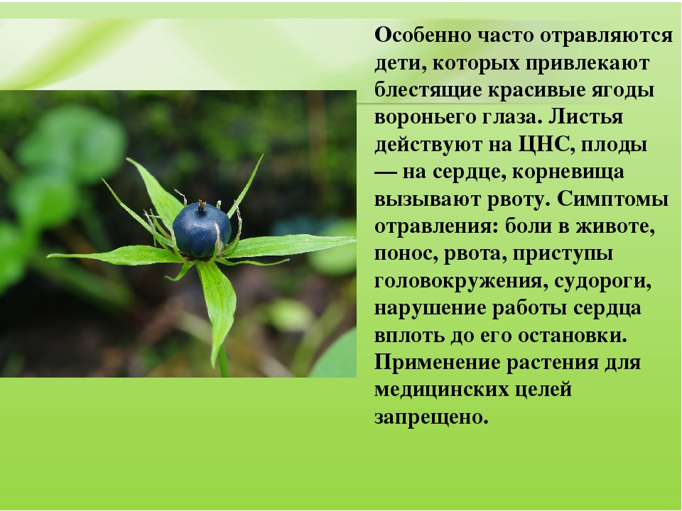 Презентация для дошкольников "Ядовитые растения"