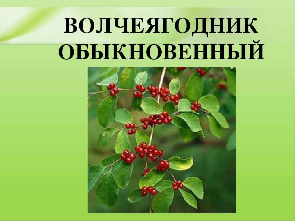 Презентация для дошкольников "Ядовитые растения"