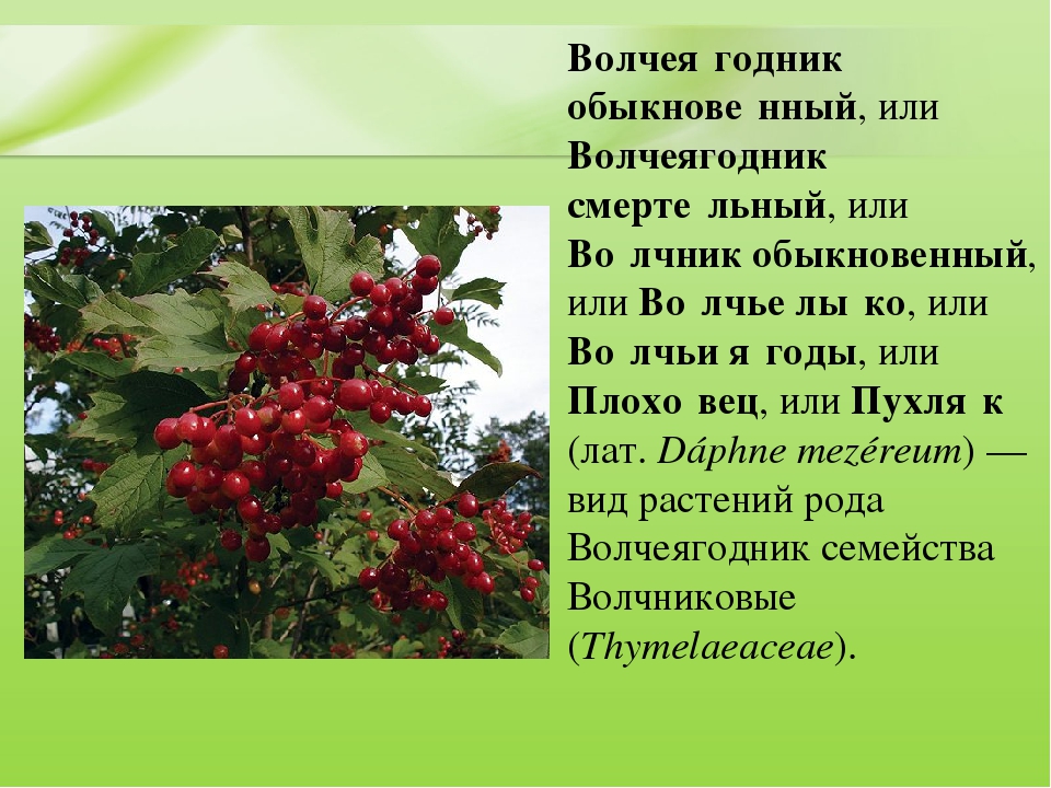 Презентация для дошкольников "Ядовитые растения"