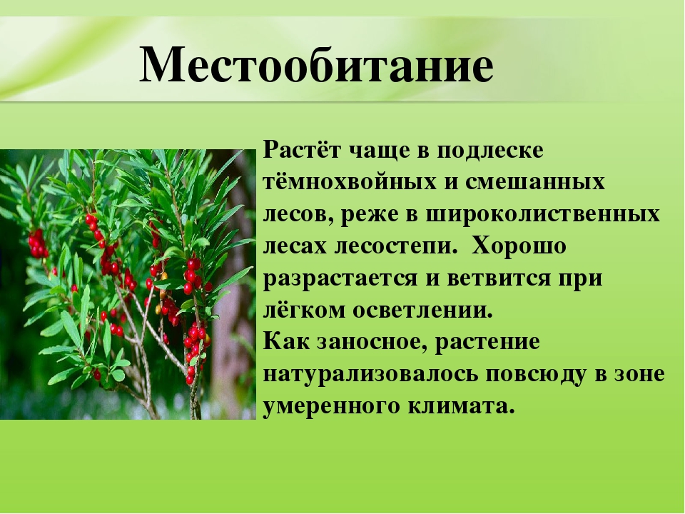 Презентация для дошкольников "Ядовитые растения"