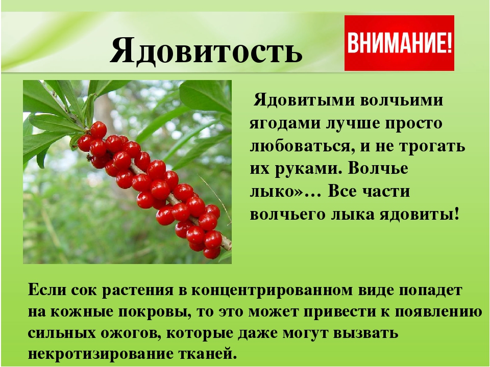 Презентация для дошкольников "Ядовитые растения"