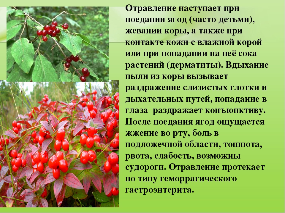 Презентация для дошкольников "Ядовитые растения"