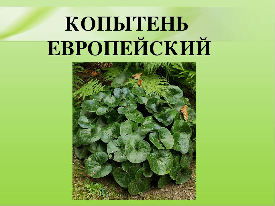 Презентация для дошкольников "Ядовитые растения"