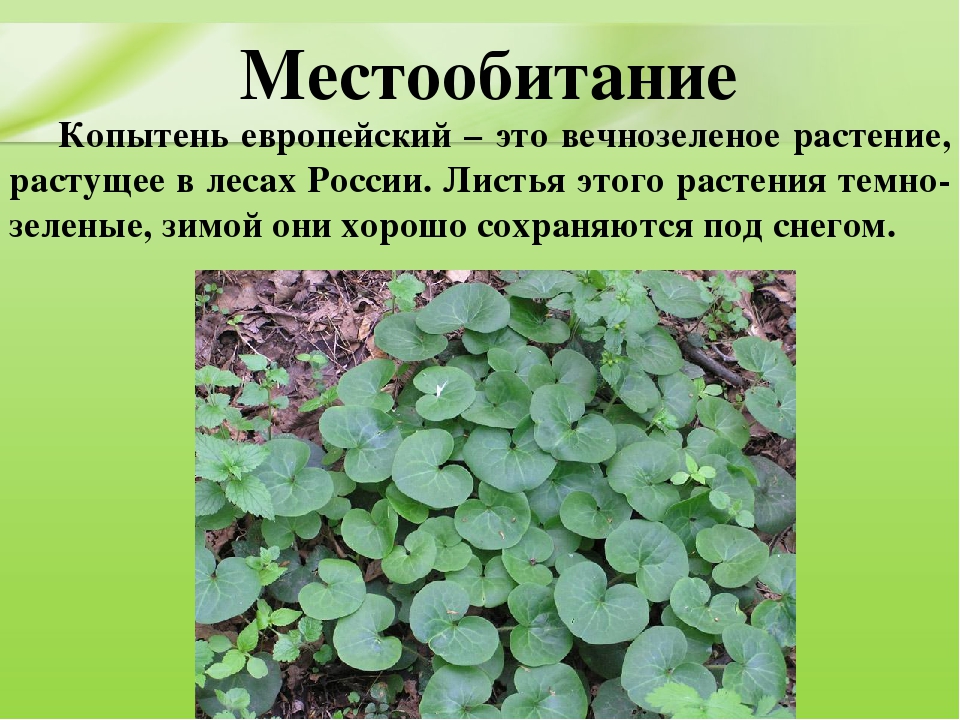 Презентация для дошкольников "Ядовитые растения"