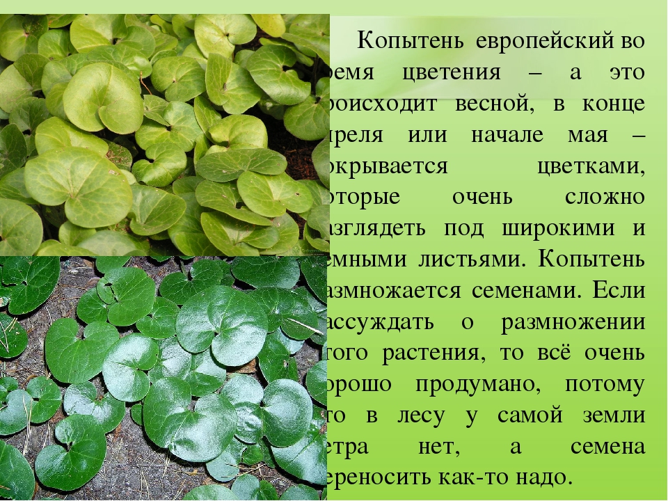Презентация для дошкольников "Ядовитые растения"