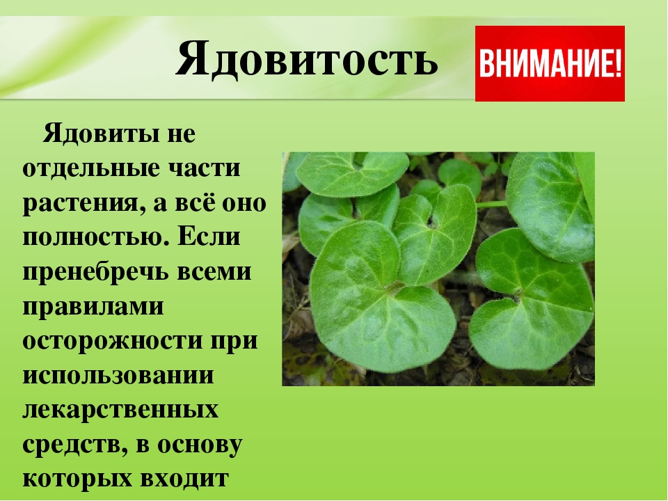Презентация для дошкольников "Ядовитые растения"
