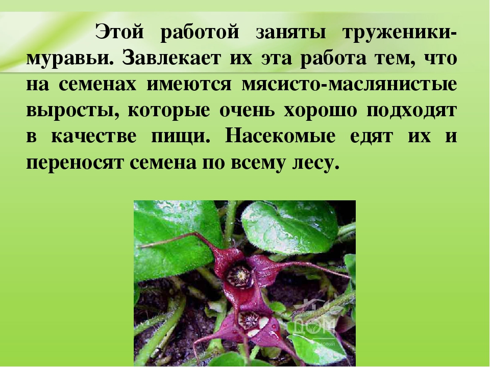 Презентация для дошкольников "Ядовитые растения"