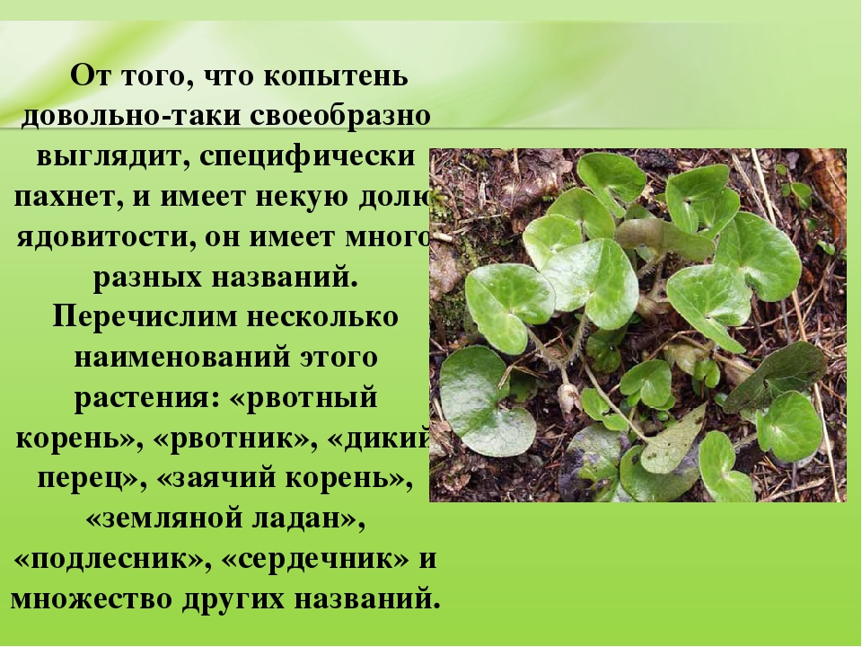 Презентация для дошкольников "Ядовитые растения"