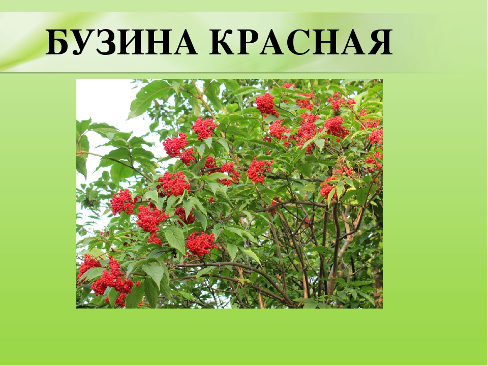 Презентация для дошкольников "Ядовитые растения"