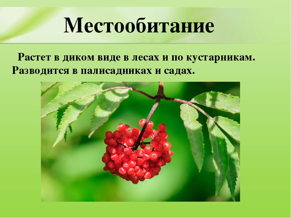Презентация для дошкольников "Ядовитые растения"