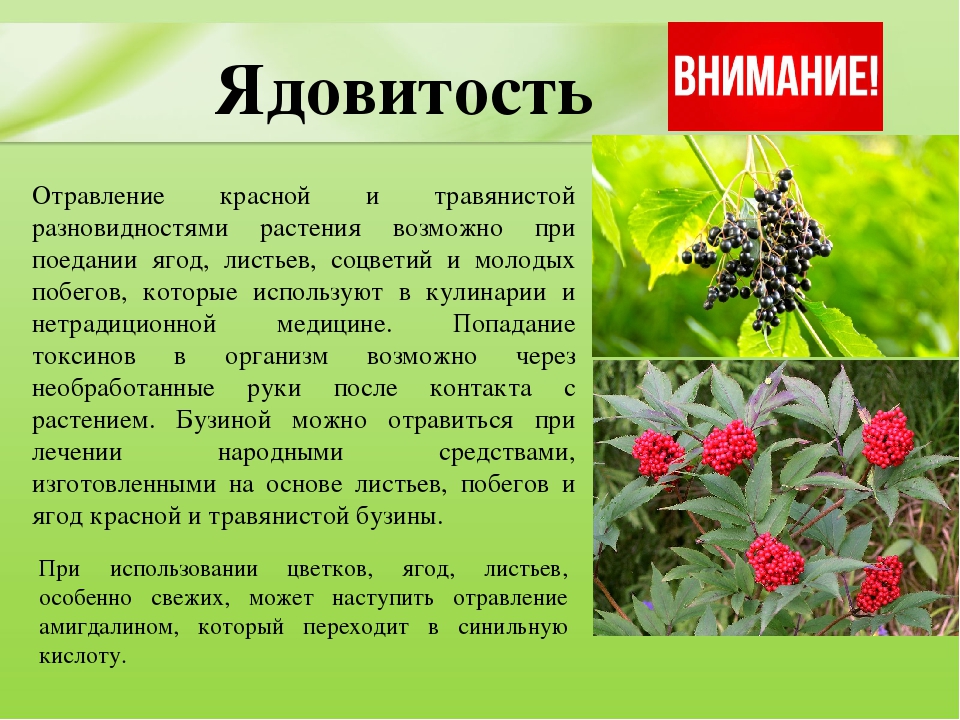 Презентация для дошкольников "Ядовитые растения"