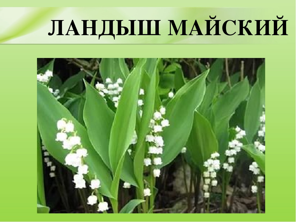Презентация для дошкольников "Ядовитые растения"