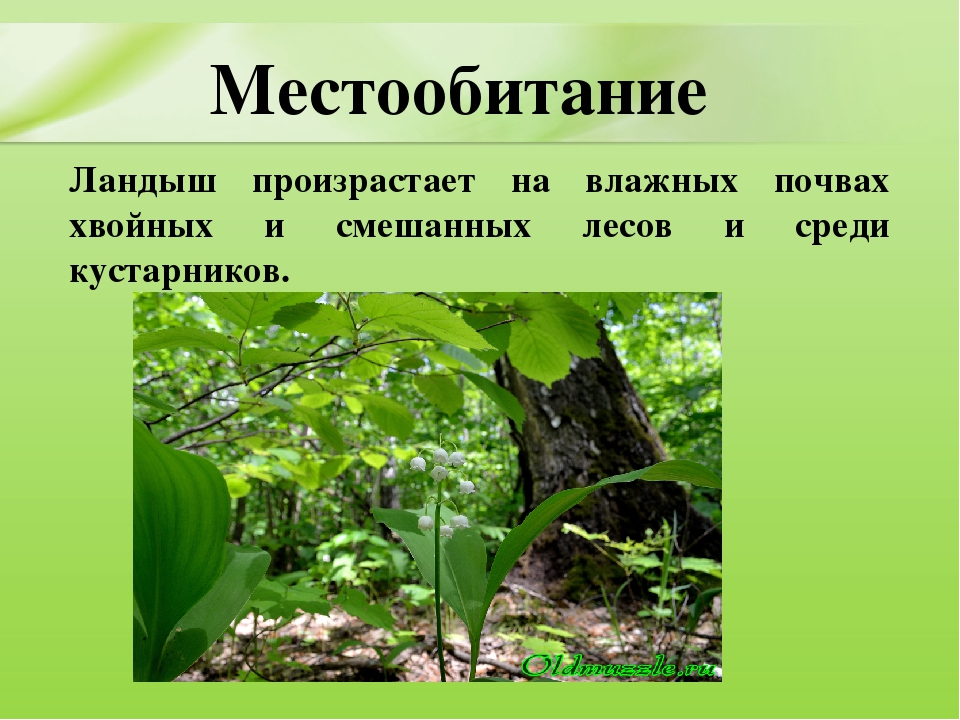 Презентация для дошкольников "Ядовитые растения"