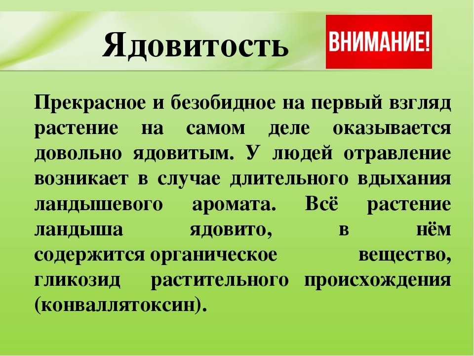 Презентация для дошкольников "Ядовитые растения"