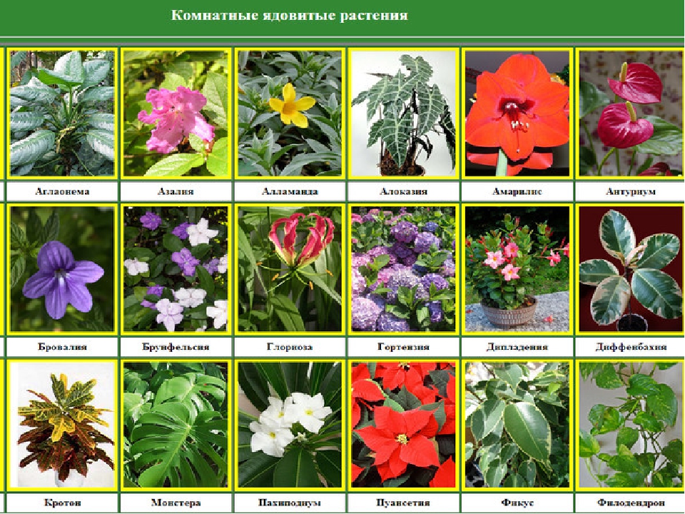 Презентация для дошкольников "Ядовитые растения"
