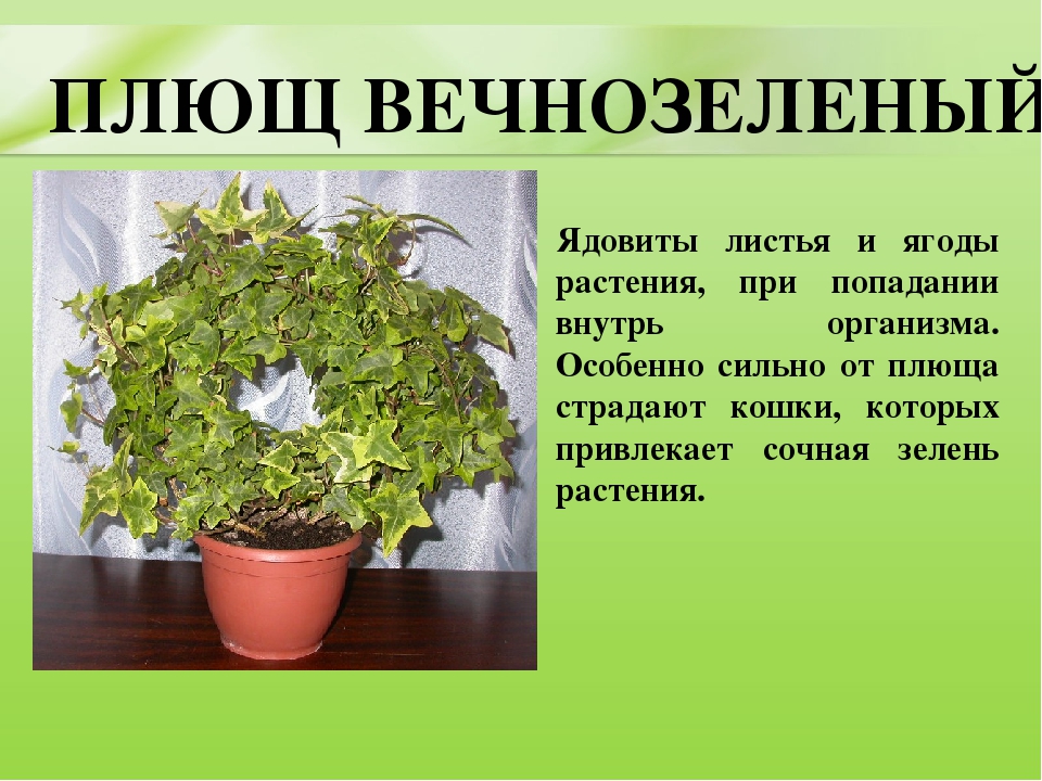 Презентация для дошкольников "Ядовитые растения"