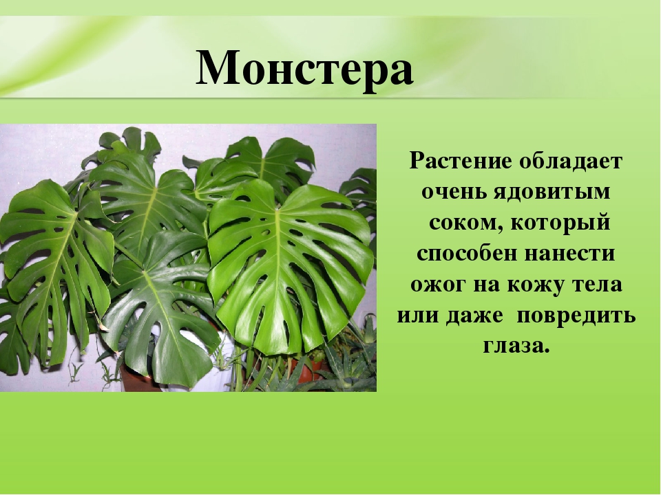 Презентация для дошкольников "Ядовитые растения"