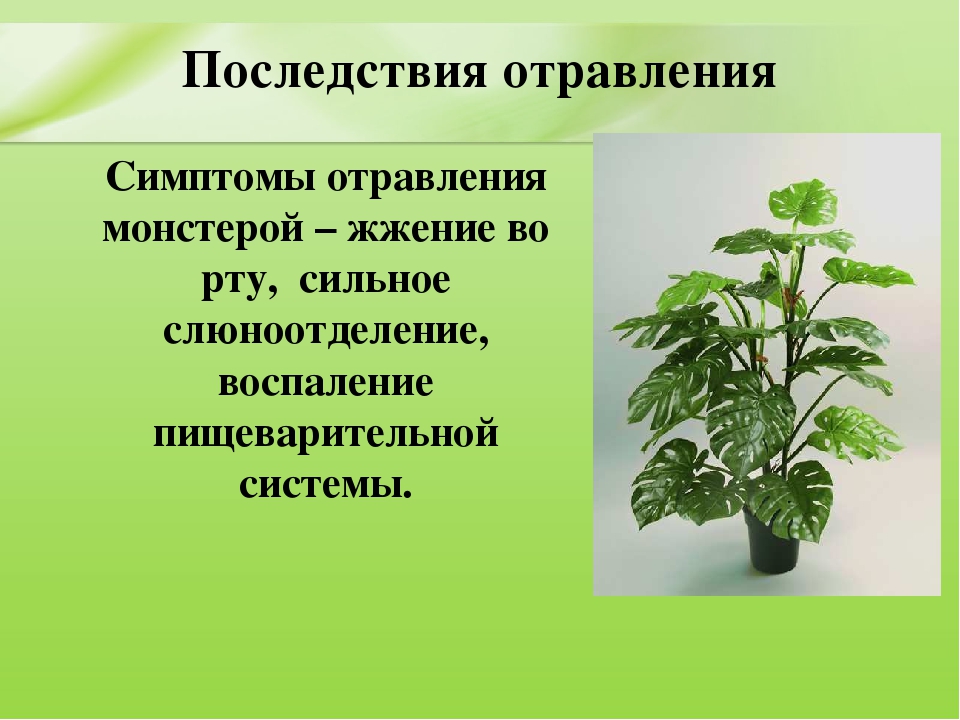 Презентация для дошкольников "Ядовитые растения"