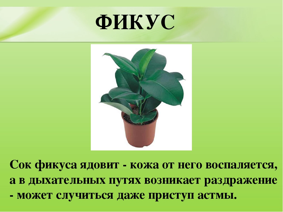 Презентация для дошкольников "Ядовитые растения"