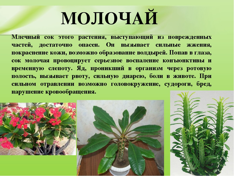 Презентация для дошкольников "Ядовитые растения"