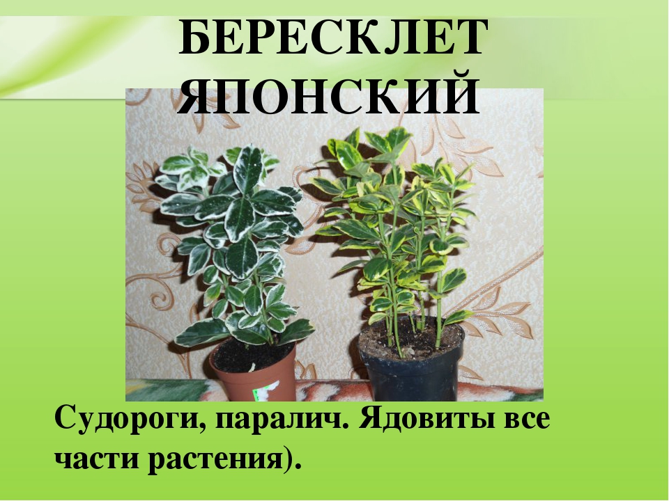 Презентация для дошкольников "Ядовитые растения"